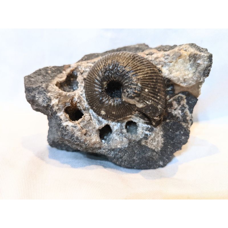 德國的Macrocephalites macrocephalus菊石/化石/收藏/擺飾/三葉蟲/2022新貨