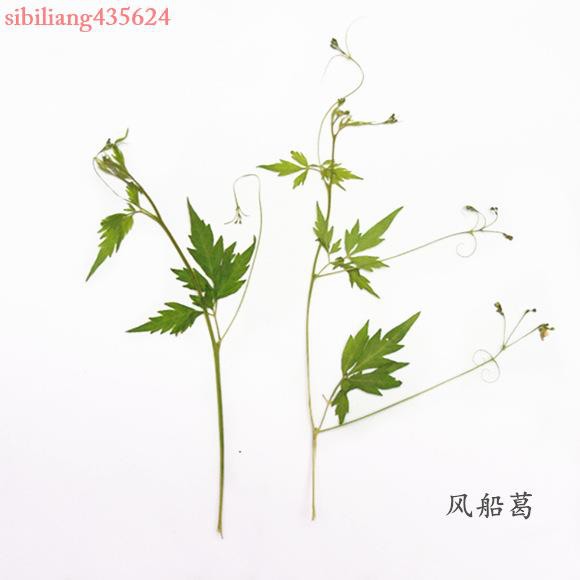 滿199發貨客制風船葛葉片押花壓花乾燥花天然乾燥花手機殼植物教學標本 蝦皮購物