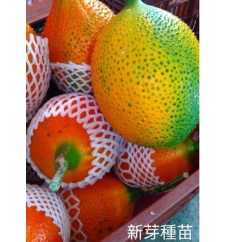 新鮮高營養季節限定🎊特選越南種木鱉果 果實
