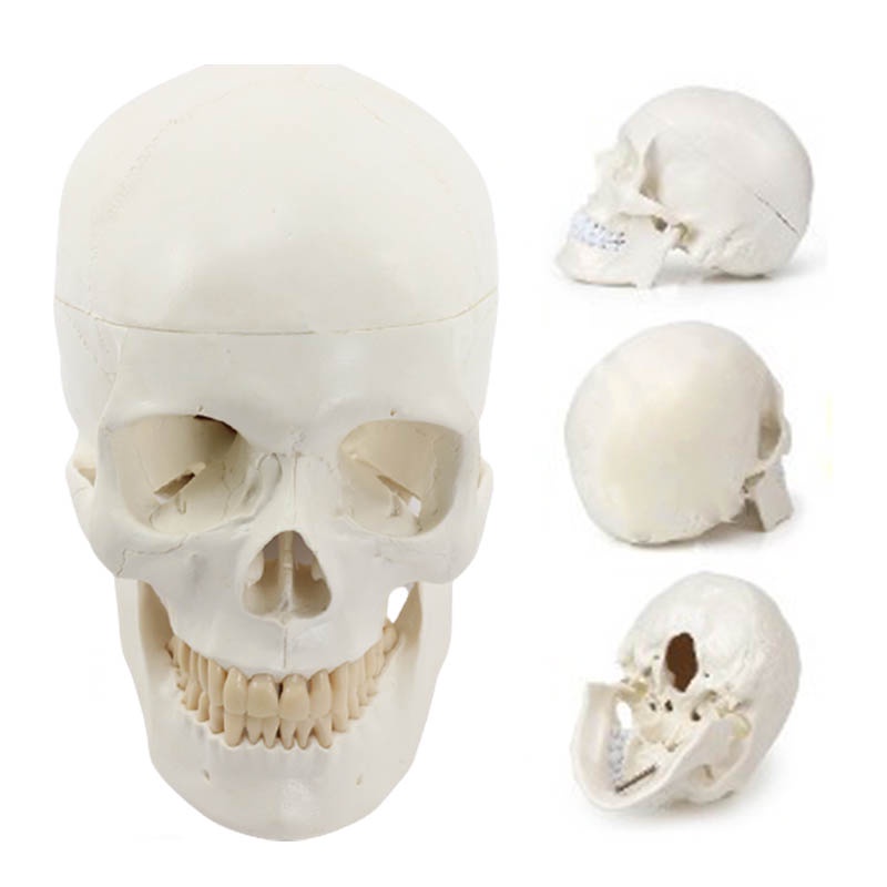 仿真1:1自然大頭顱骨標本數字標識解剖標準頭骨模型美術醫學藝用頭骨頭顱骨標本模型 MTG003