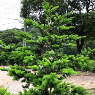 蓮花座八房松盆栽庭植優美樹 蝦皮購物