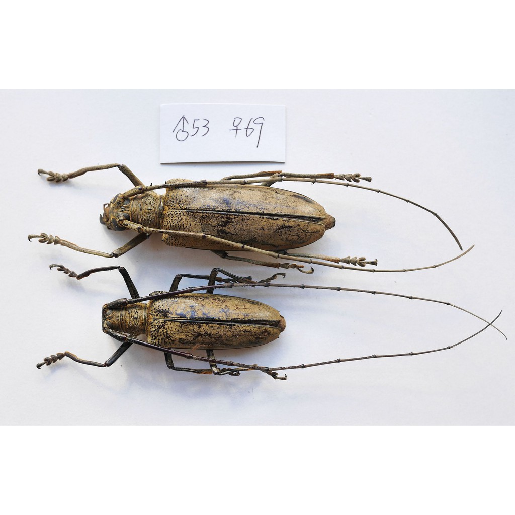 實物實拍 現貨 蝦露 蘇拉威西茶色天牛 公53mm母69mm 少流通很大 天牛標本甲蟲乾貨收藏 蝦皮購物