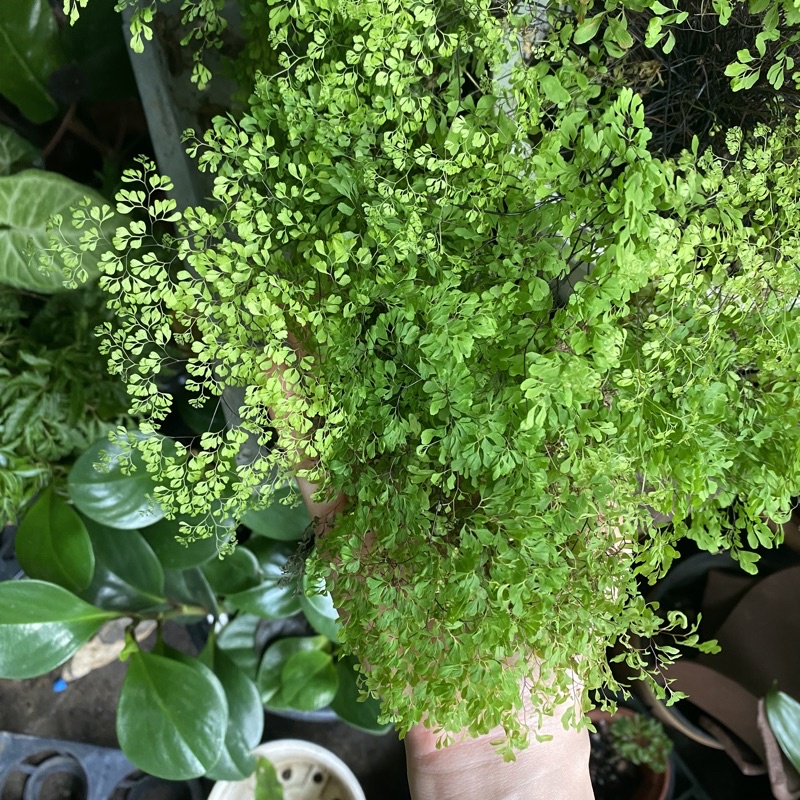 細葉鐵線蕨🌱室內植物