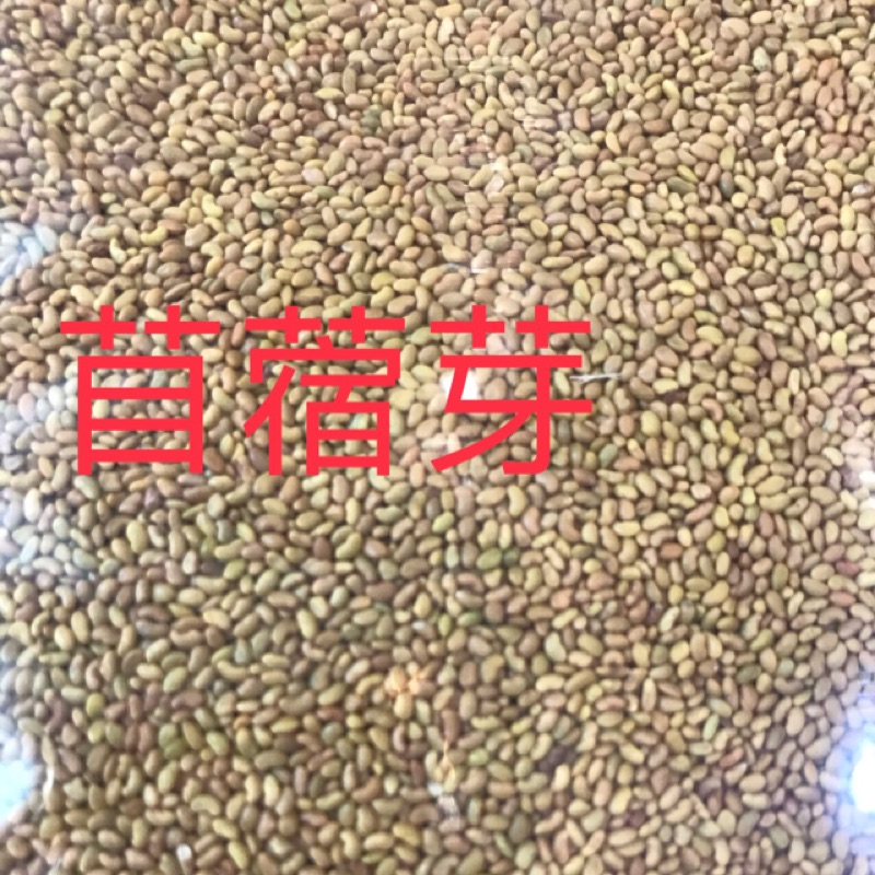 苜蓿芽種子 紫花苜蓿芽500g