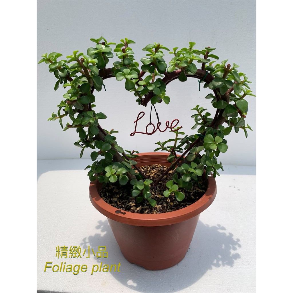 銀杏木的價格推薦第2 頁 21年10月 比價比個夠biggo