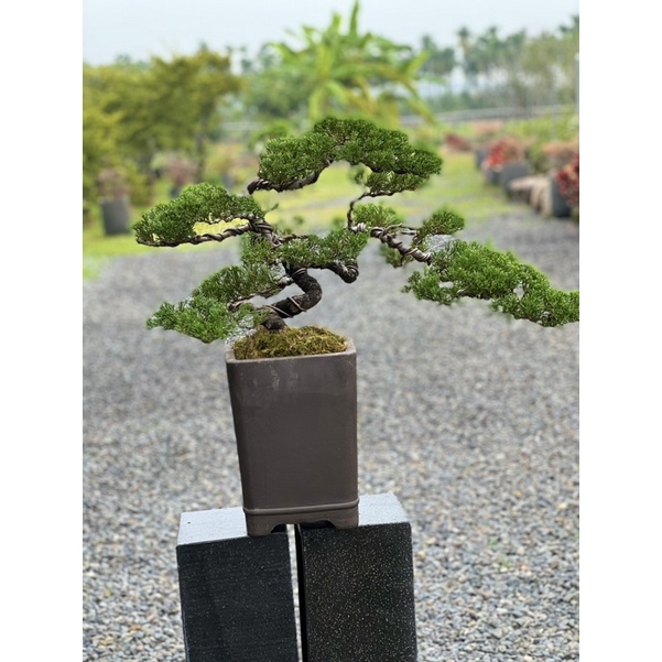 3年保証』 真柏 中品 神舞園/真柏/中品 人気の定番 - poumonquebec.ca