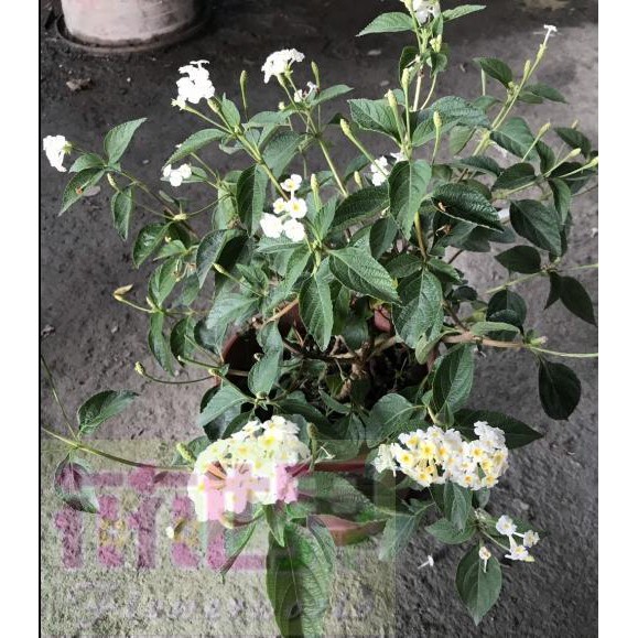 花花世界_綠籬植物--馬櫻丹(白色)--超易開花適應力佳6吋盆 高20-30公分