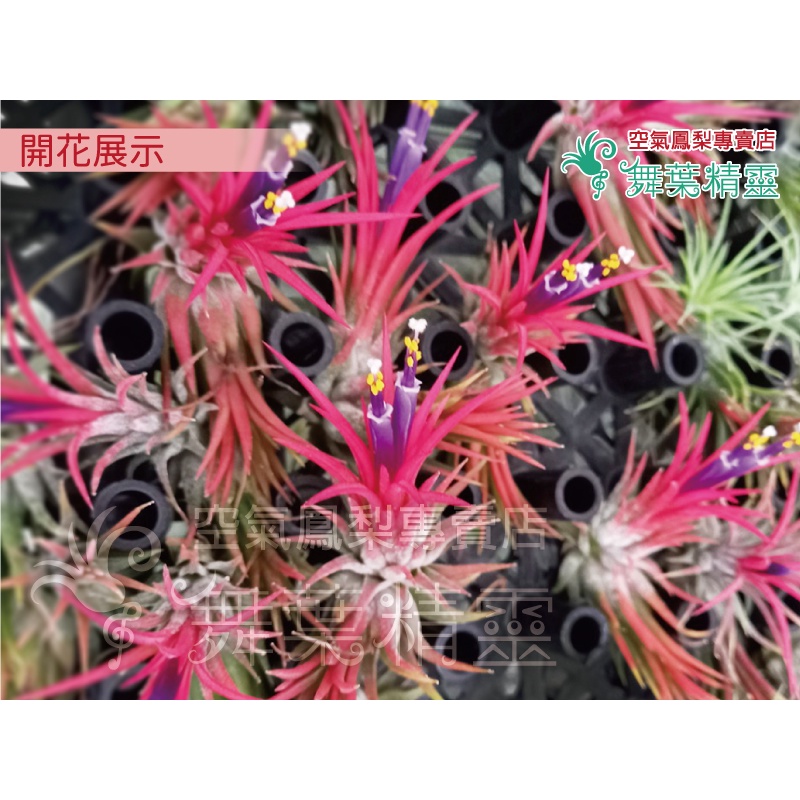 ★舞葉精靈★福果小精靈(火焰小精靈)-迷你★T. ionantha Fuego★☆植株☆空鳳☆空氣鳳梨☆