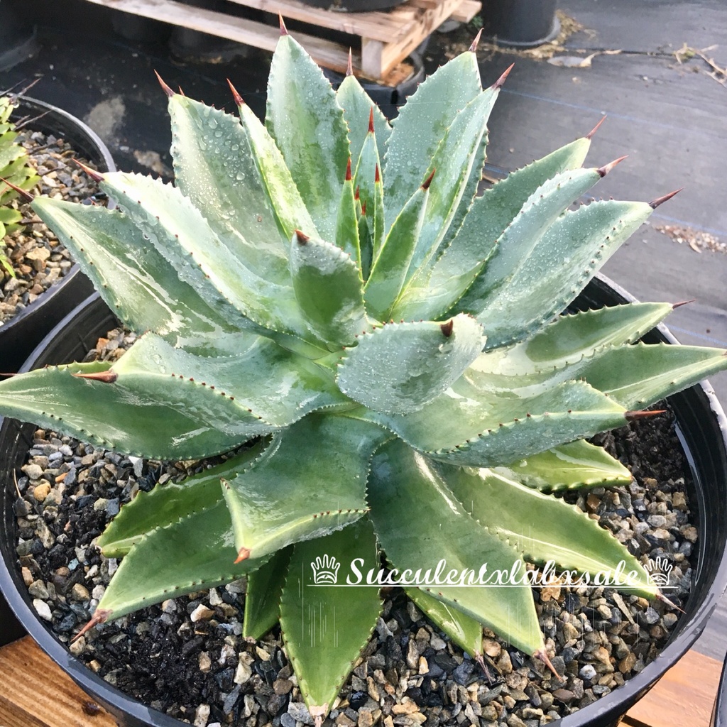 ♕succulentxlabxsale♕龍舌蘭 Agave potatorum 長葉厚葉雷神