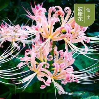 新上架 花卉種球 彼岸花種球曼珠沙華種子曼陀羅石蒜花苗四季易活室內盆栽花卉植物 蝦皮購物