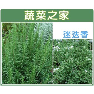 蔬菜之家滿額免運【00K08】大包裝.迷迭香種子0.6克(約320顆)(香草種子)
