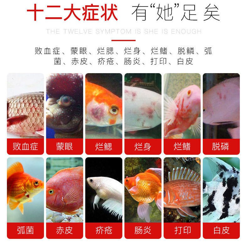 魚用治療錦鯉金魚炸鱗爛肉爛尾爛鰭充血魚缸水族專用魚藥 蝦皮購物