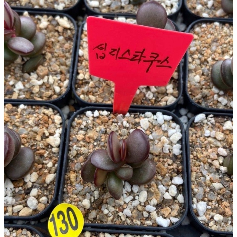 銅鑼燒天章 銅鑼燒 🌷無根品 1203 裸株出貨 單頭 約1-3吋大小 多肉植物 多肉 韓國 韓肉 天章