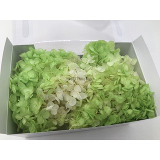 Truly 可刷卡 永生花 不凋花toka 東北花材小葉安娜貝爾 水無月雙色漸層 雙色亮彩拆盒繡球紫陽花 蝦皮購物