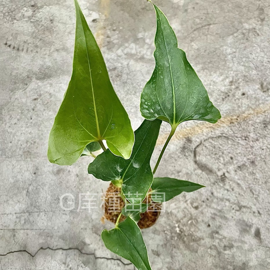 文必備 Ptt與dcard推薦網拍商品 2021年12月 飛比價格