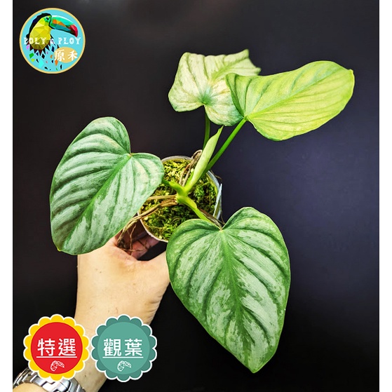 [原禾] 帕斯塔銀蔓綠絨Philodendron Pastazanum Silver (寄送不含陶盆)