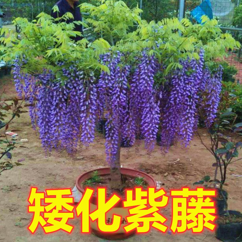 紫藤花種子四季種植 蝦皮購物