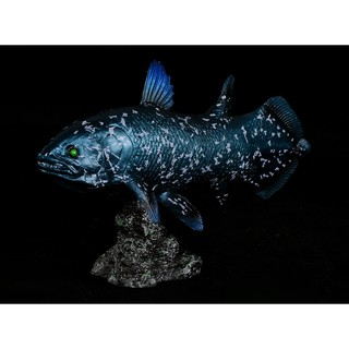 馬島腔棘魚Coelacanthiformes  蝦皮購物