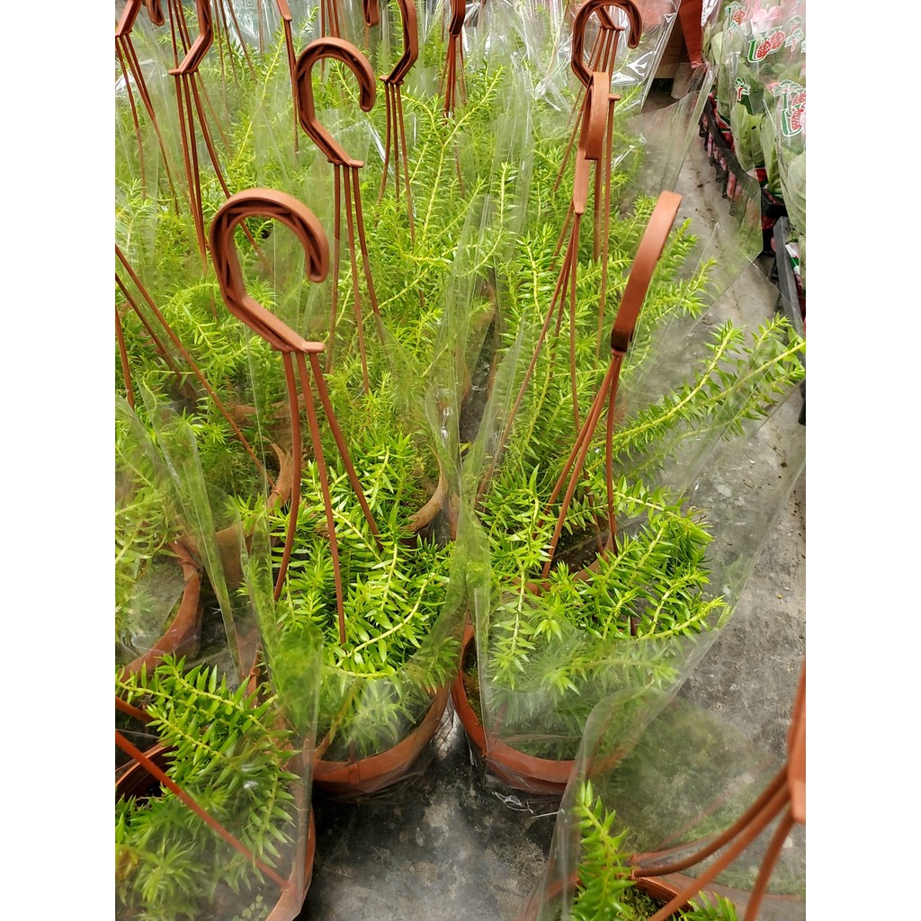 李家果苗 石松 蕨類 5吋盆 觀葉植物 單價740元 特價620元