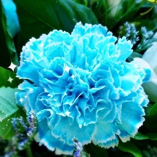 臺灣現貨 康乃馨種子 室內 四季種易活 盆栽 花卉室外 開花花種子籽花草植物花籽