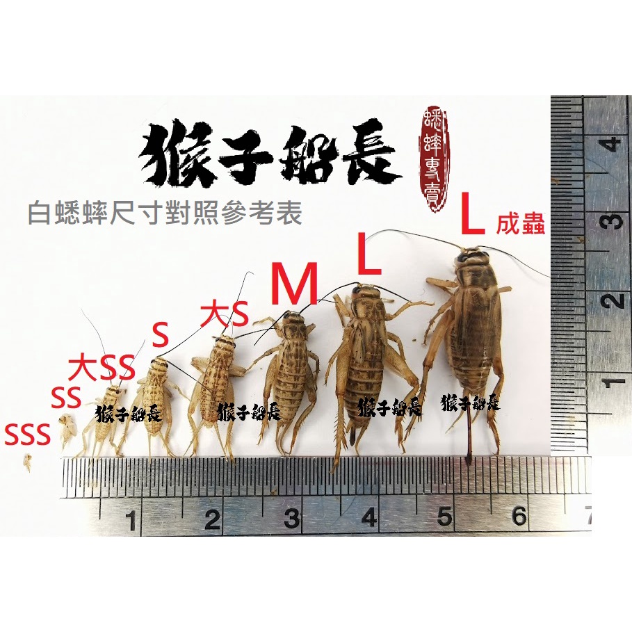 大份薄皮白蟋蟀 針頭蟋蟀 雙層包裝 安心開箱 小蟋蟀 無篩 秤重出貨 蝦皮購物