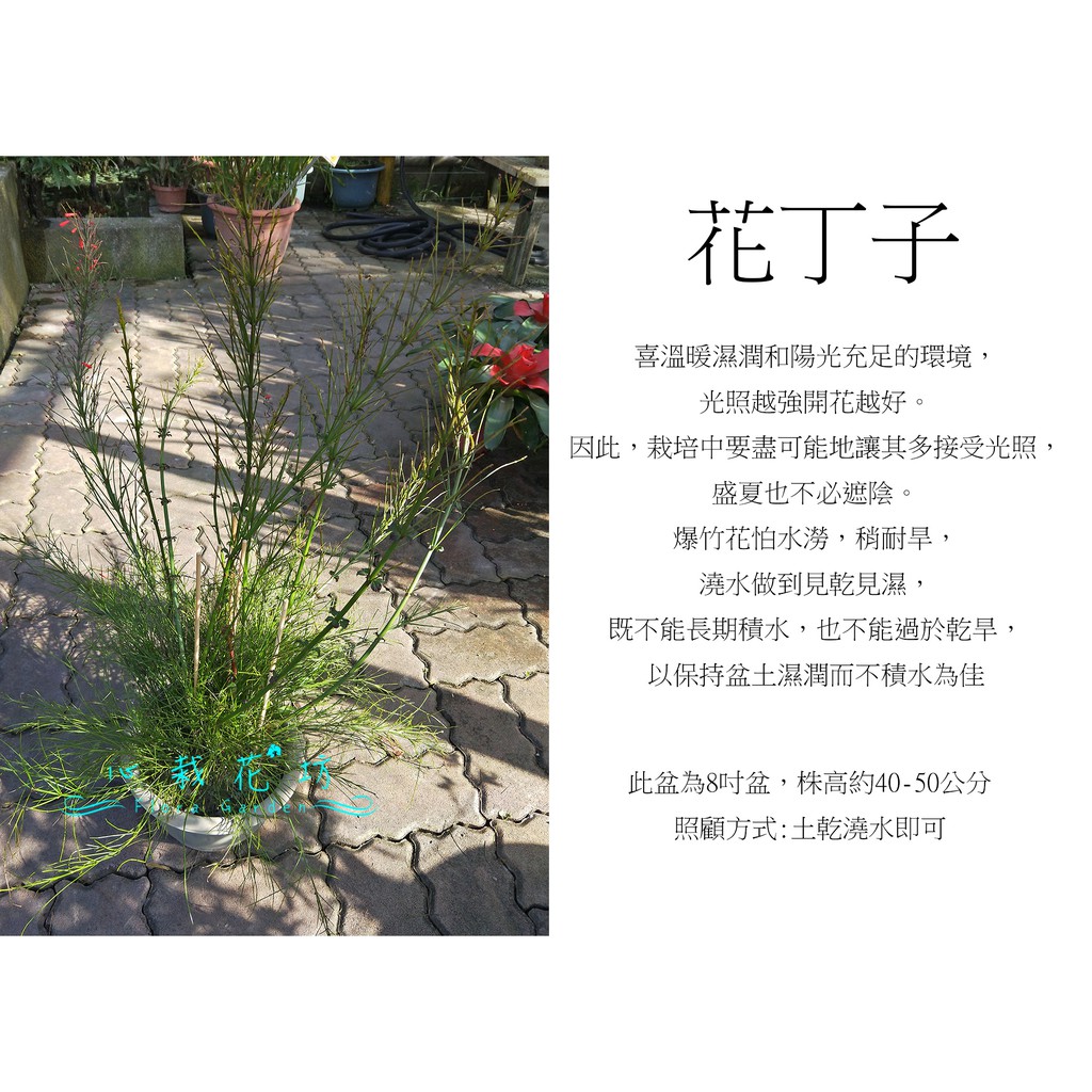心栽花坊 花丁子 爆竹花 7吋 觀花植物 綠籬植物 綠化環境 售價150特價130 蝦皮購物