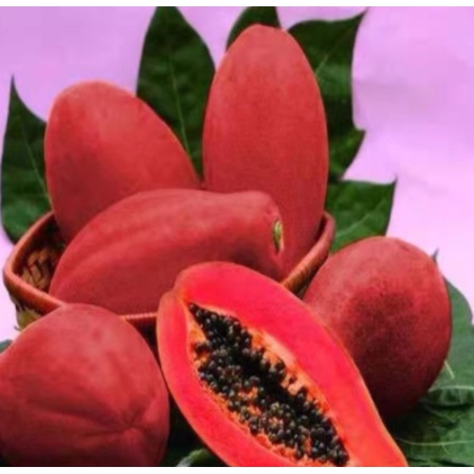 四季種植木瓜種籽 番木瓜種子 甜瓜種子 紅心木瓜種子 紅心牛奶木瓜 木瓜籽 薄皮多汁 水果種子