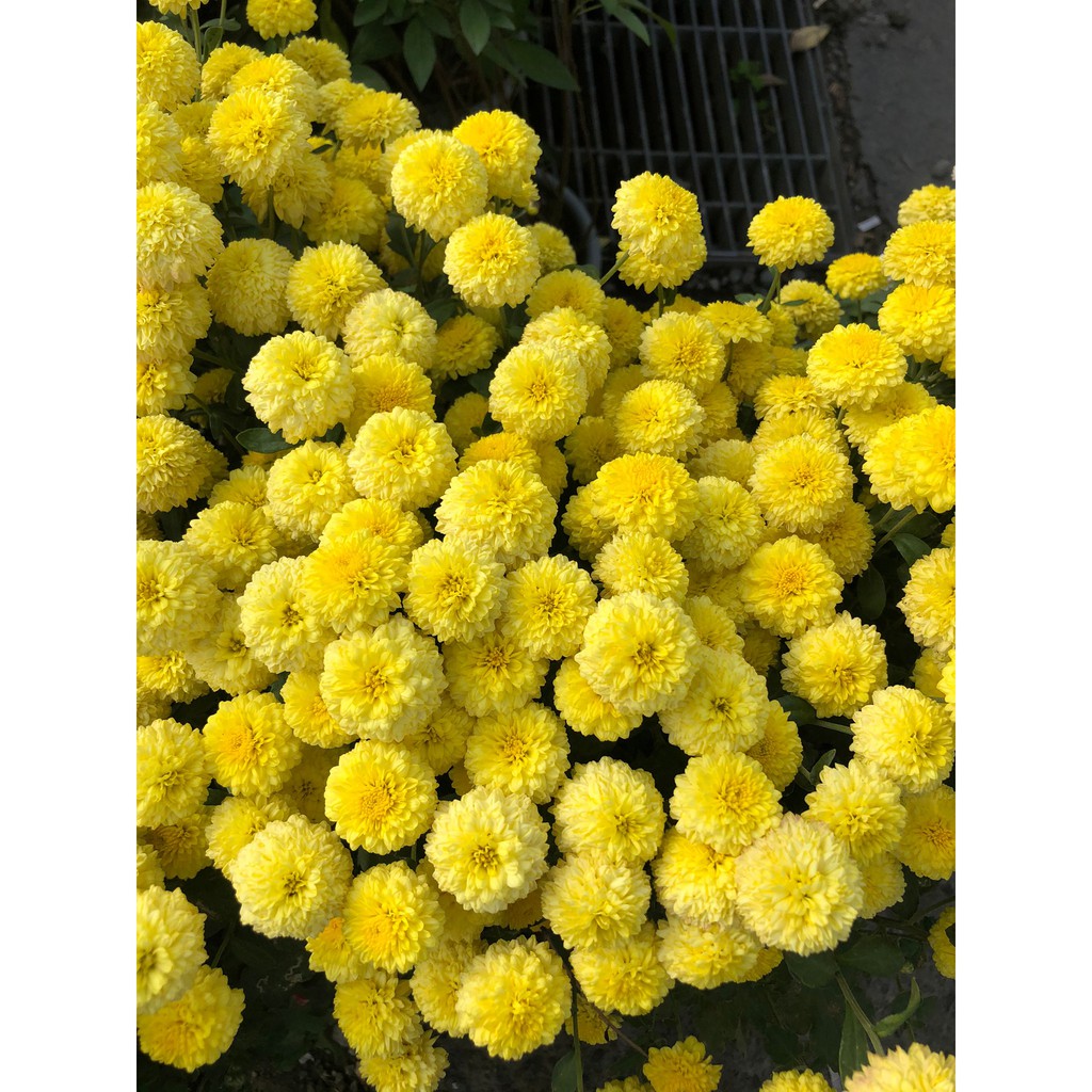 花花世界 季節花卉 杭菊 不挑花色 花季9 12月 貢菊 懷菊花 菊花 5 6吋盆 高 30cm Ma 蝦皮購物