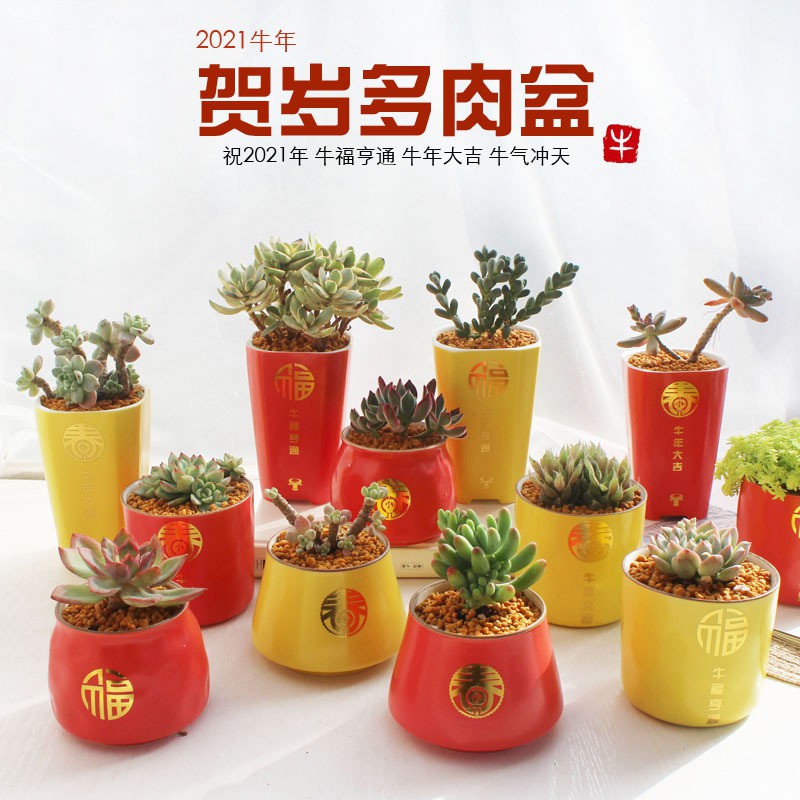 Mqe 21牛年個性喜慶綠植多肉花盆年貨紅色燙金多肉植物陶瓷花盆 蝦皮購物
