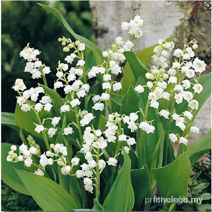 100pcs 袋百合山谷鈴蘭花盆景家花園陽台花籽erip 蝦皮購物