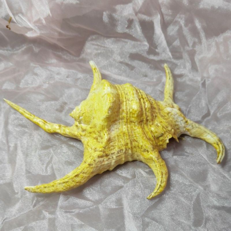 超大貝殼-深海天然貝殼-金黃蜘蛛螺  值得珍藏 25*18*8cm