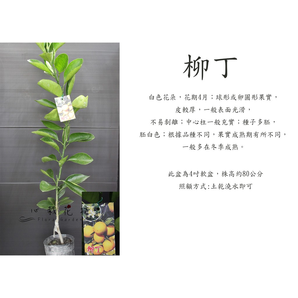 心栽花坊 柳丁 普通柳丁 嫁接苗 柑橘類 水果苗 售價180特價150 蝦皮購物