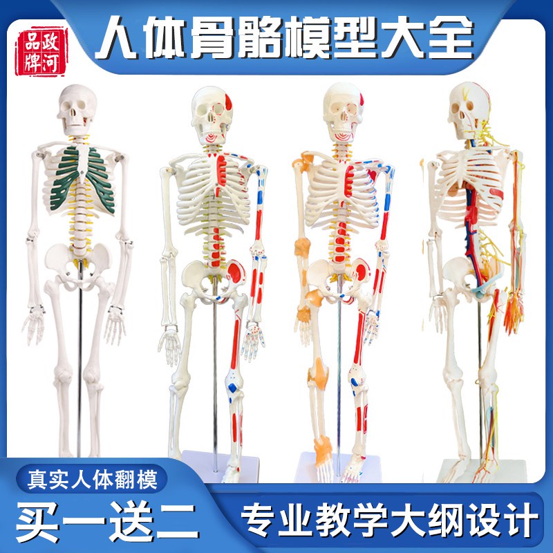 【樂蓓富】人體骨骼模型骨架全身骨頭小白骷髏人迷你仿真教學模型解剖可拆卸