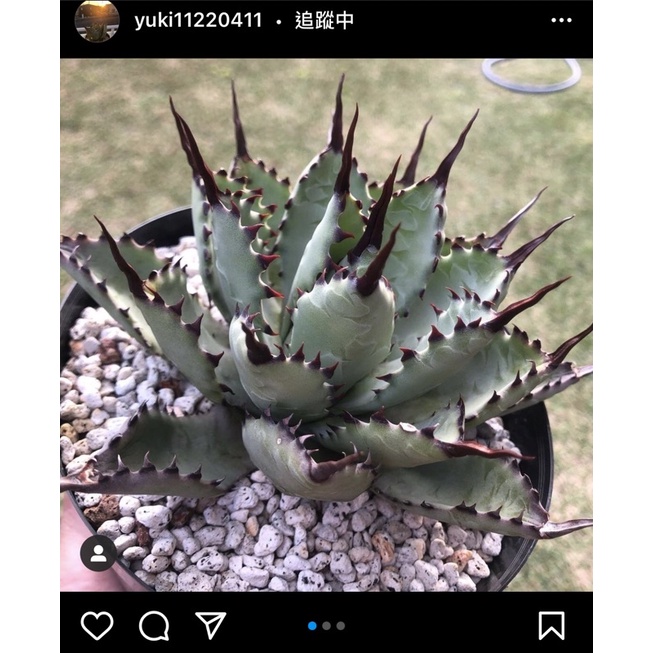 ニッサン・638 多肉植物 アガベ 曲棘八荒雷神 | mcshoescolombia.com.co