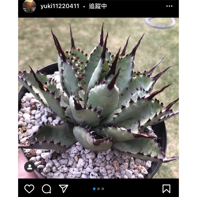 Agave macroacantha X potatorum 八荒殿雷神_青藍色葉微曲刺_售大苗_龍舌蘭/嚴龍/妖炎