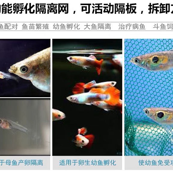 幸福家商店 蝦皮優選 魚缸隔離網密網內置孵化箱幼魚掛式魚苗保護箱隔網繁殖箱產房小魚 蝦皮購物
