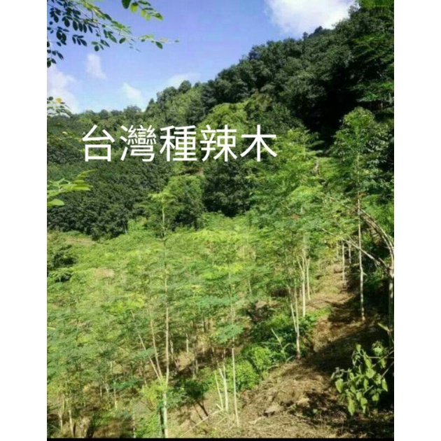 臉書台灣種辣木推荐之樹方農品