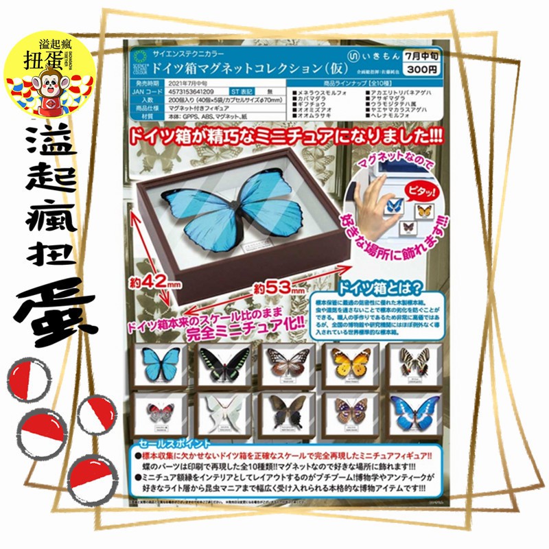 溢起瘋扭蛋 7月份預購ikimon 轉蛋扭蛋stc 蝴蝶標本箱磁鐵蝴蝶磁鐵全10款 蝦皮購物