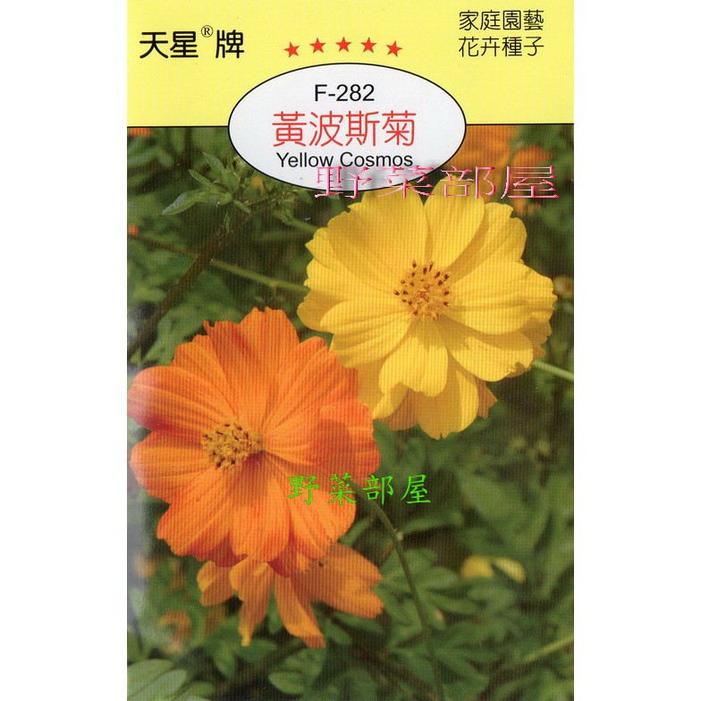 【萌田種子~花卉種子】Y22 黃波斯菊Yellow Cosmos~穗耕種苗~天星牌種子~每包17元~