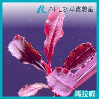 APL水草實驗室 - 馬拉威 稀有 辣椒榕 神秘草 水中葉