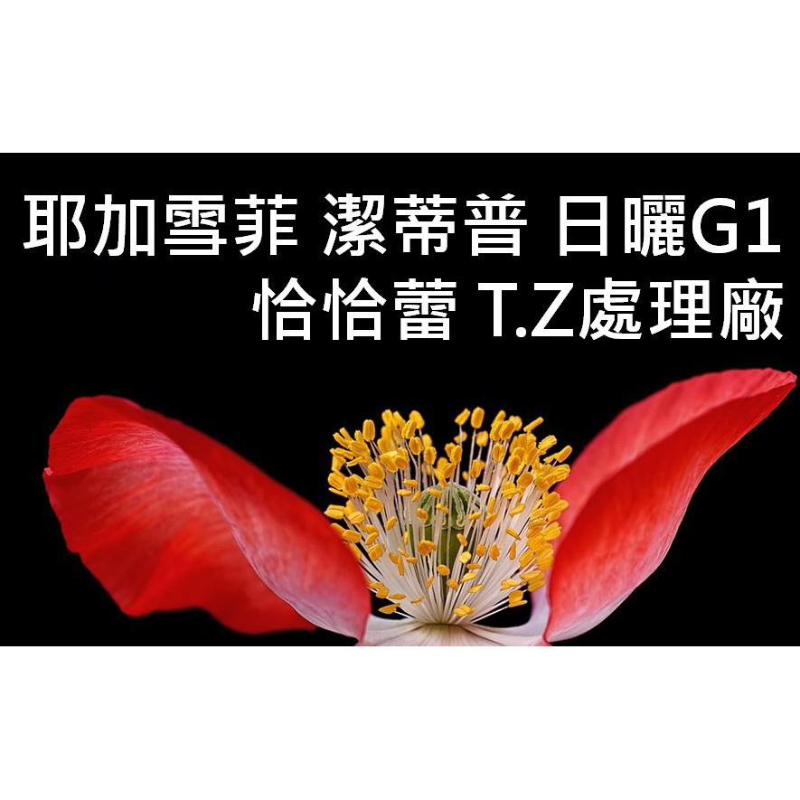 (水果香讚) (2020) 獵豆工坊🐆 非洲 耶加雪菲 潔蒂普 恰恰蕾 T.Z處理廠 日曬G1 咖啡生豆　500G