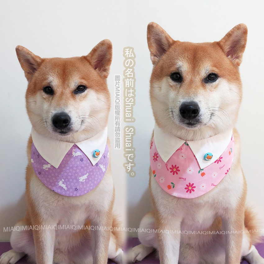 現貨 日本面料柴犬圍兜式小扣扣領巾 柴犬圍巾寵物圍巾寵物領巾狗狗領巾 蝦皮購物