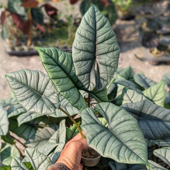開心農元-觀葉植物- Alocasia Bisma 比斯麥 比斯馬 觀音蓮