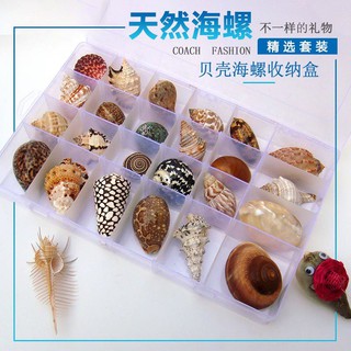 天然貝殼海螺海星標本禮盒裝海洋生物科普材料小禮物