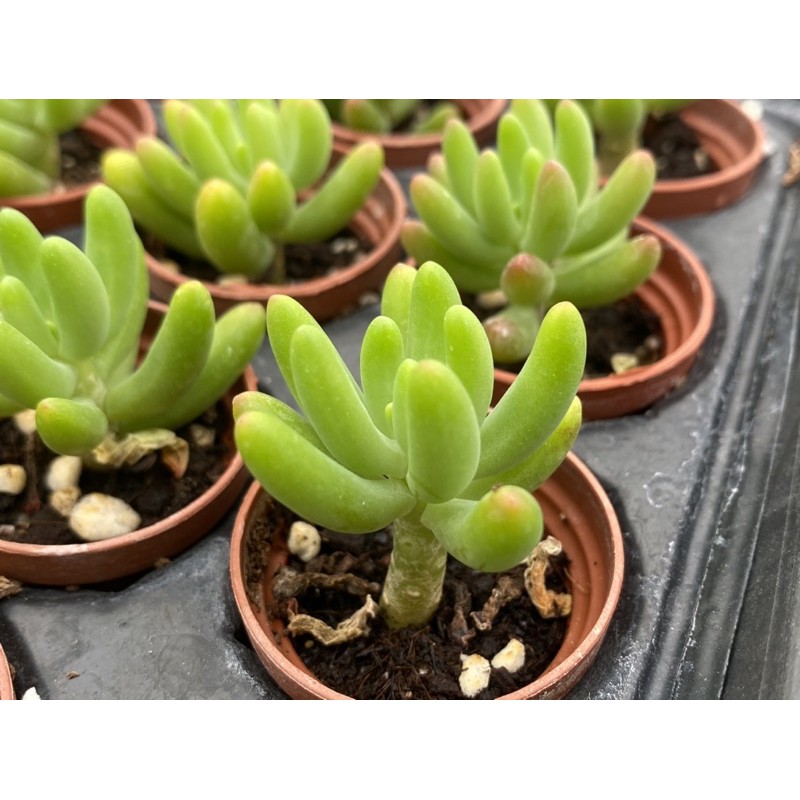 多肉好好買多肉植物一吋盆八千代 蝦皮購物