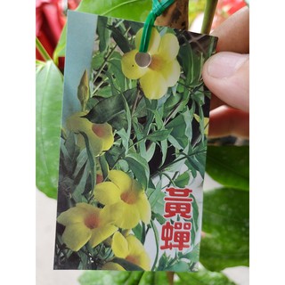 李家果苗 軟枝黃蟬 4吋半盆 藤本爬藤植物 開花植物 高度70-80公分 單價120元