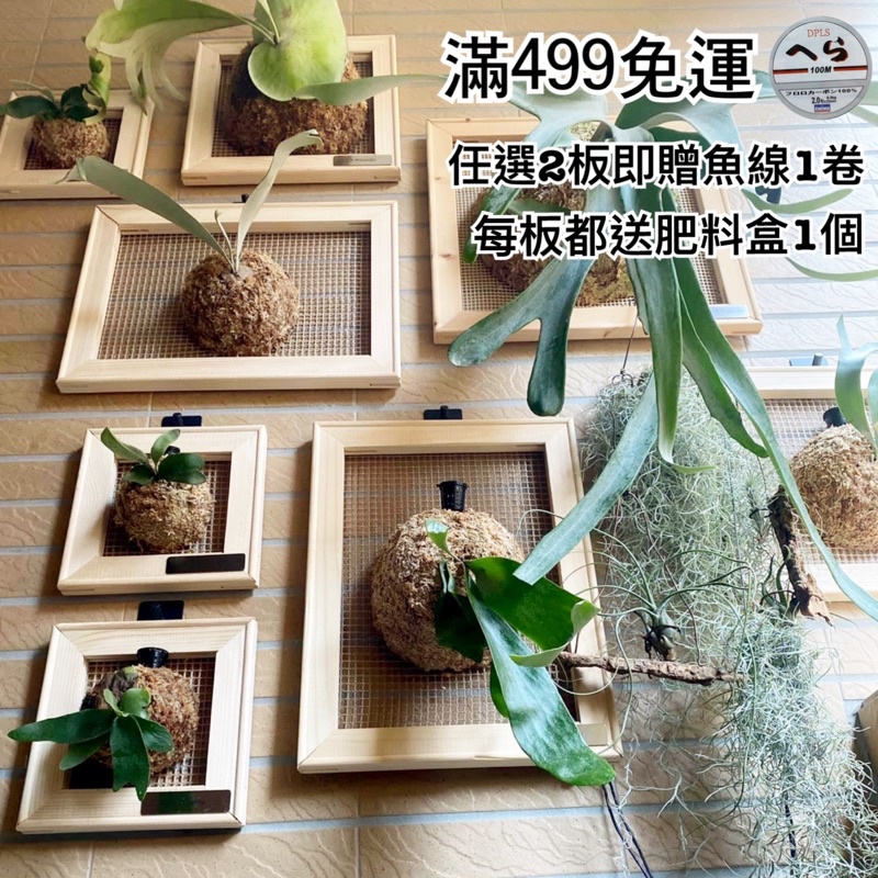 女王鹿角蕨 園藝植作優惠推薦 居家生活2021年12月 蝦皮購物台灣