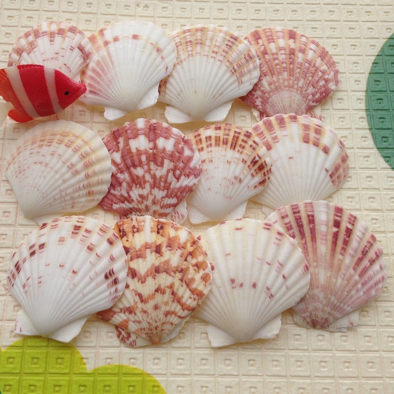 地中海裝飾貝殼，粉彩扇貝，4-6公分，單個價