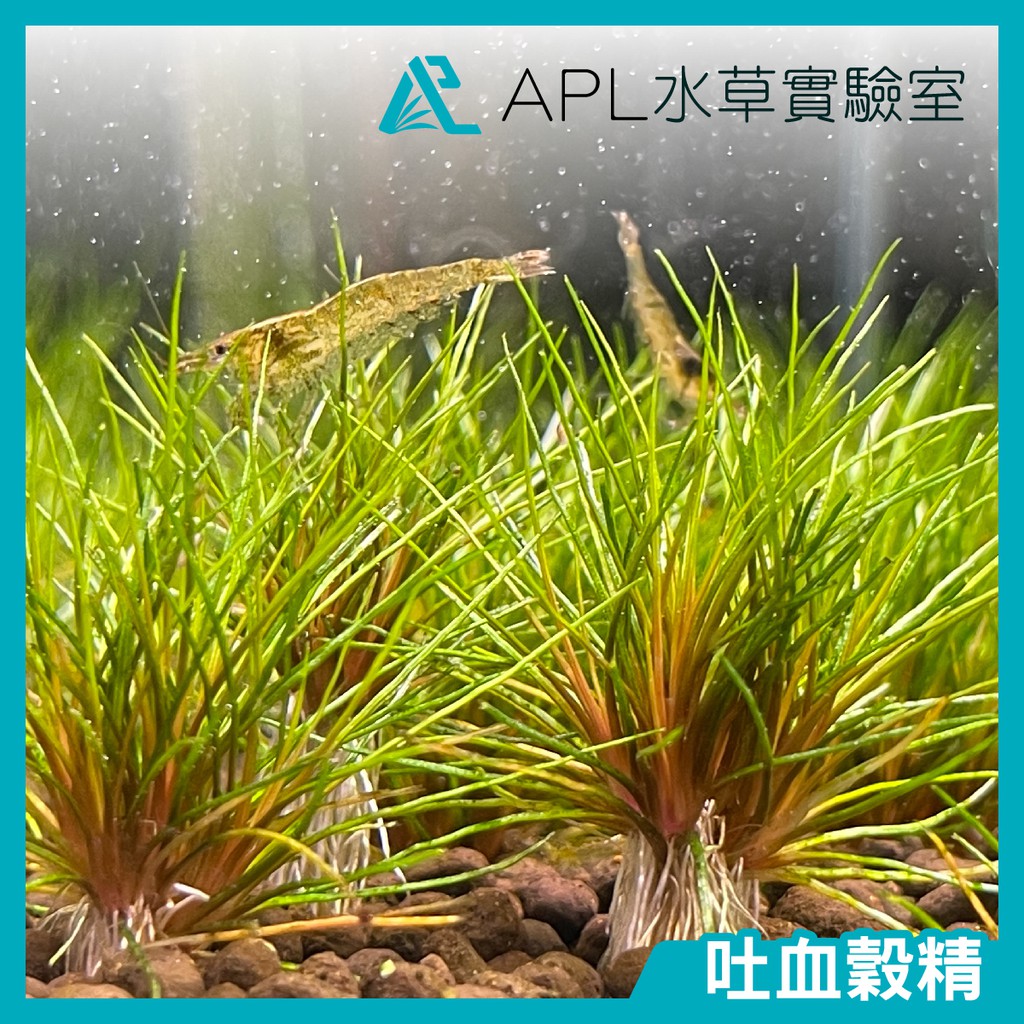 价格从 92 63 哲園水族 噴 Best Price Products