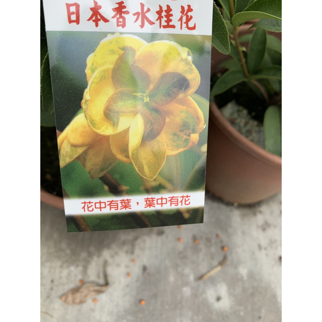 慶平花坊-花香濃郁[日本香水桂花]喬木-6吋盆/花朵略帶乳黃色